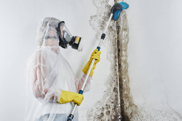 Asbestos and Lead Testing During Mold Inspection in Beverly Hills, FL